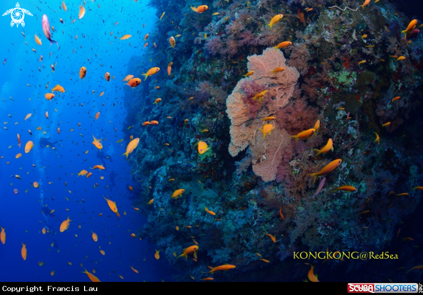 A Coral Reef