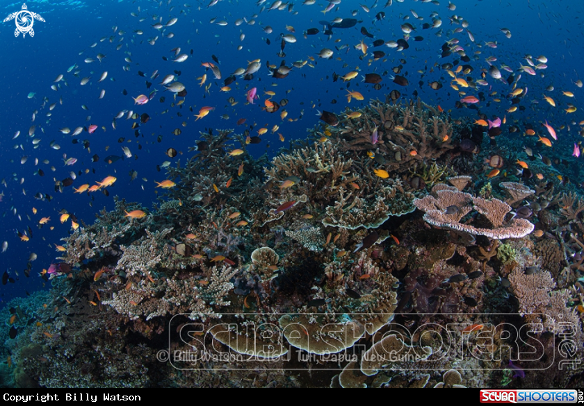 A Hard Corals