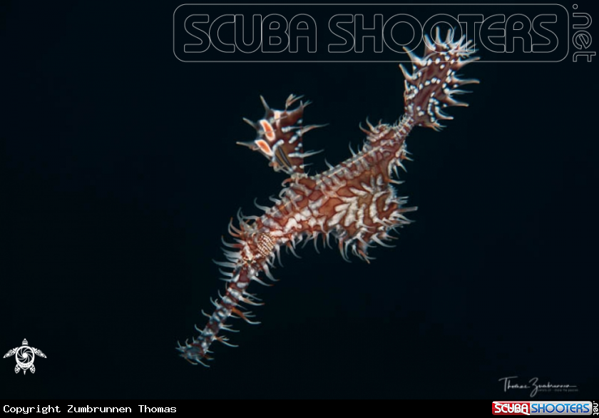 A Ghostpipefish 