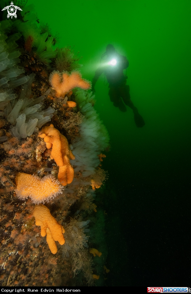 A Diver