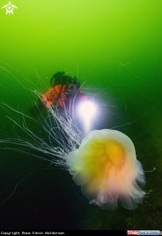 A Lions mane jelly