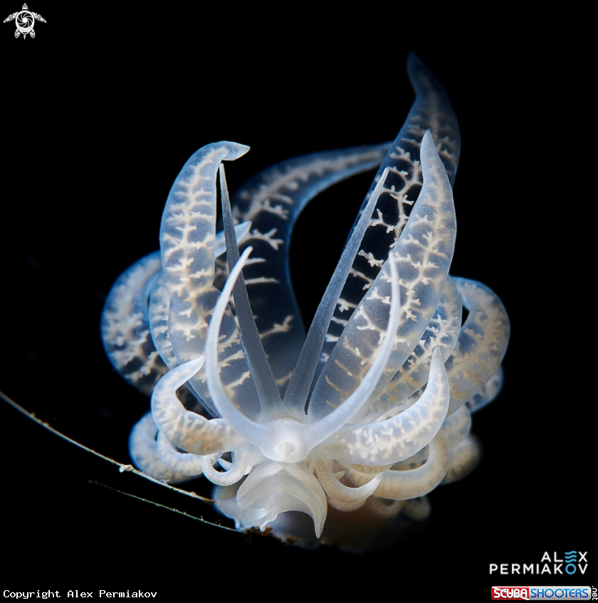 A Phyllodesmium iriomotense
