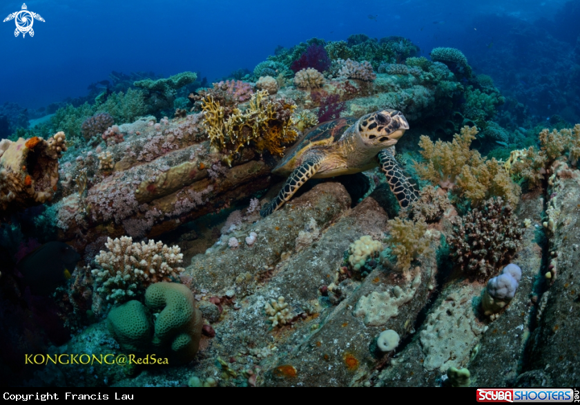 A Green Turtle