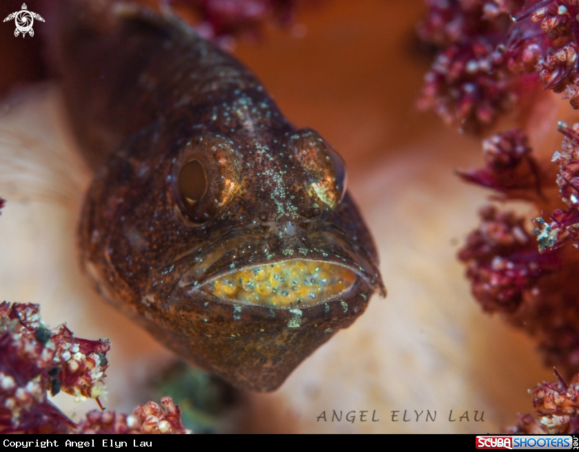 A Cardinal fish brooding eggs