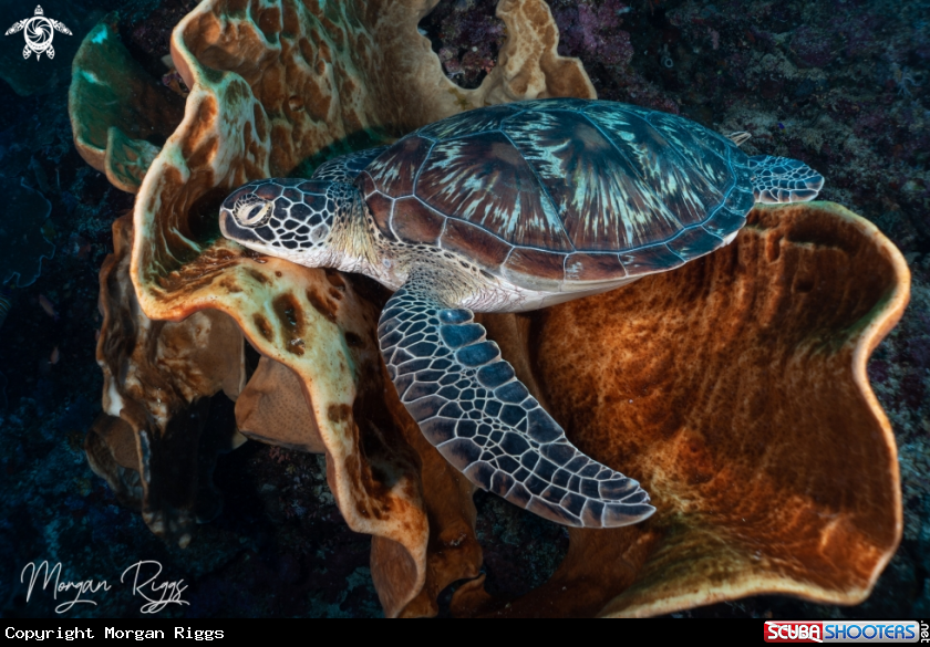 A Green Turtle