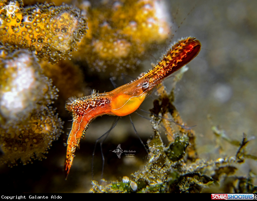 A Donald Duck Shrimp