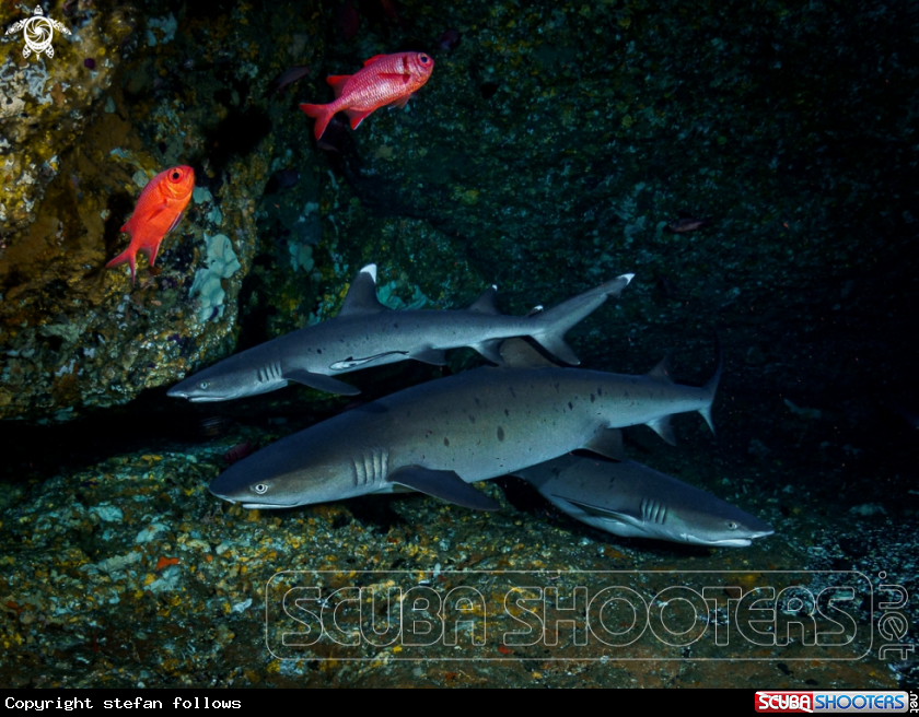 A Whitetip Reef Shark