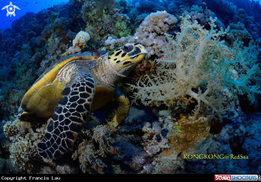 A Green turtle