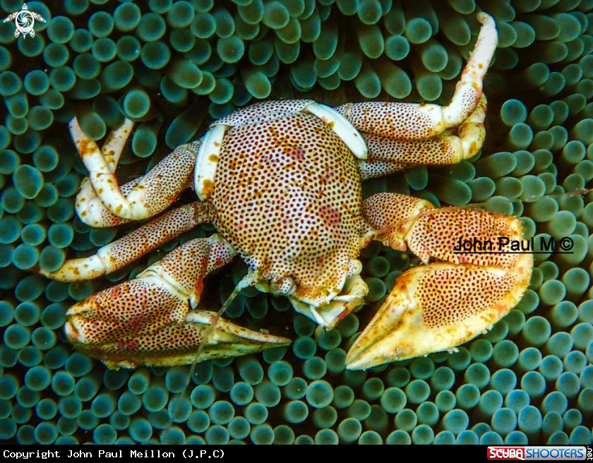 A CRABE-PORCELAINE