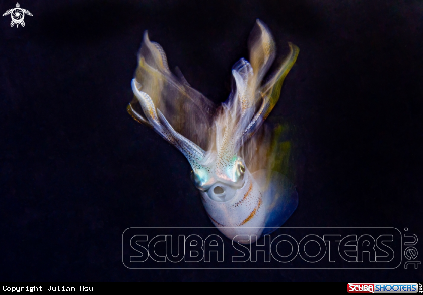 A Bigfin reef squid