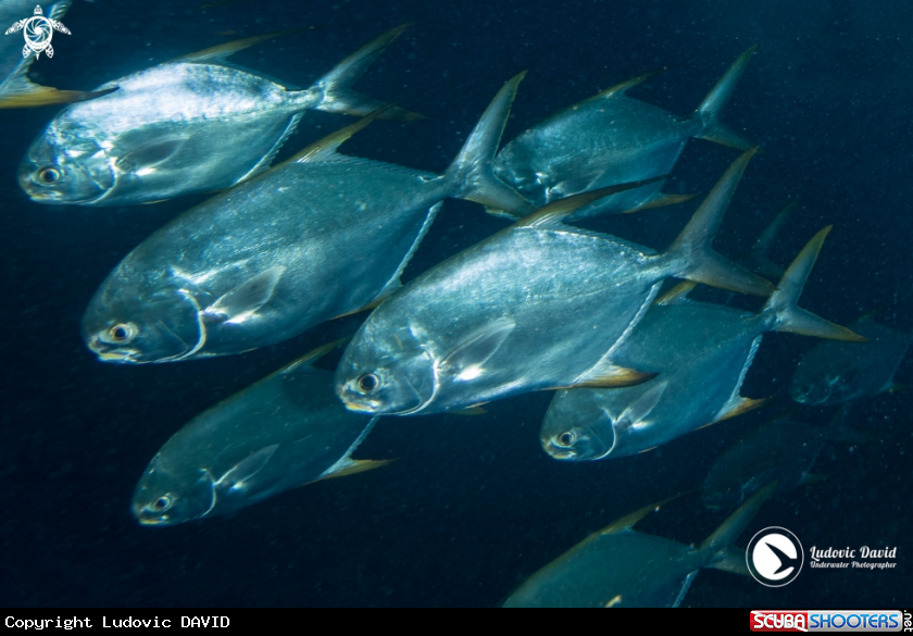 A Subnose Pompano