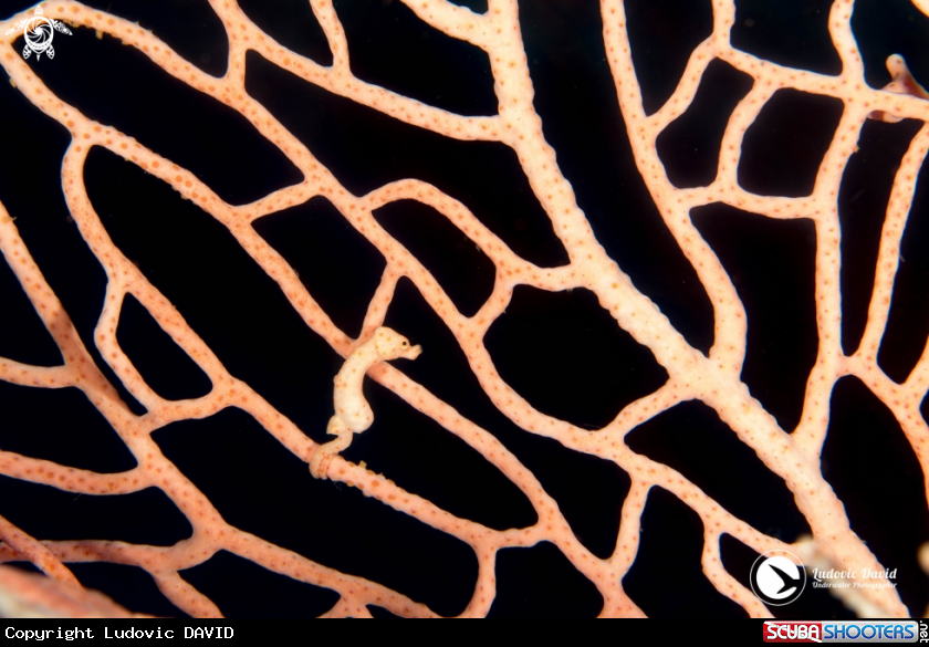 A Denise Pygmy Seahorse
