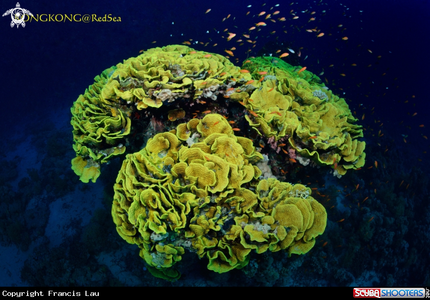 A Lettuce Leaf Coral