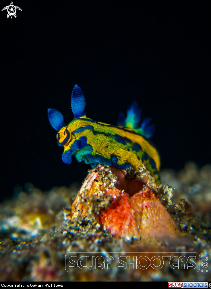 A Nudibranch
