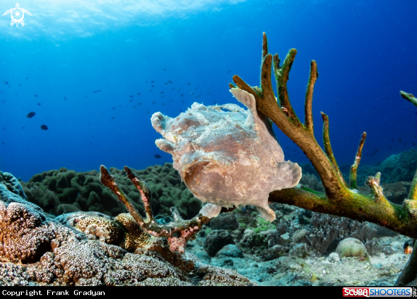 A Giant Frogfish