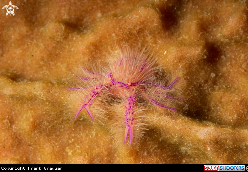 A Hairy Squat Lobster