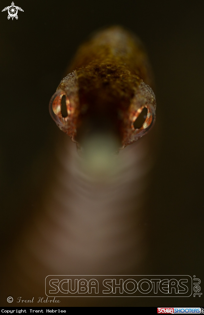 A Pipefish