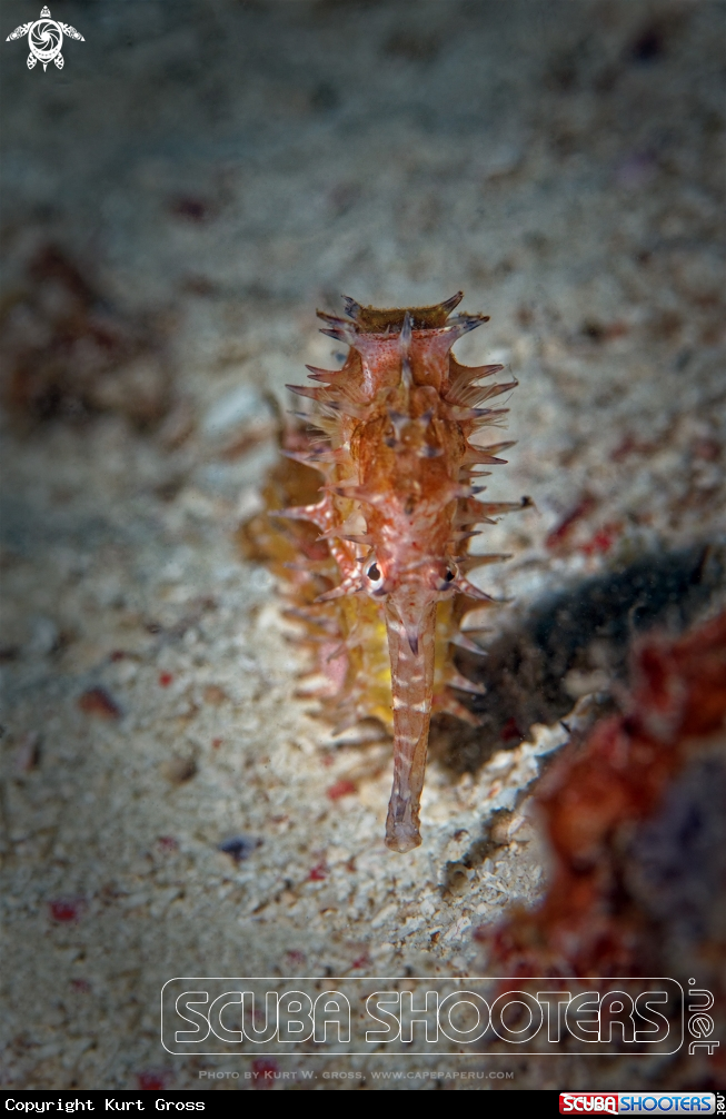 A Seahorse