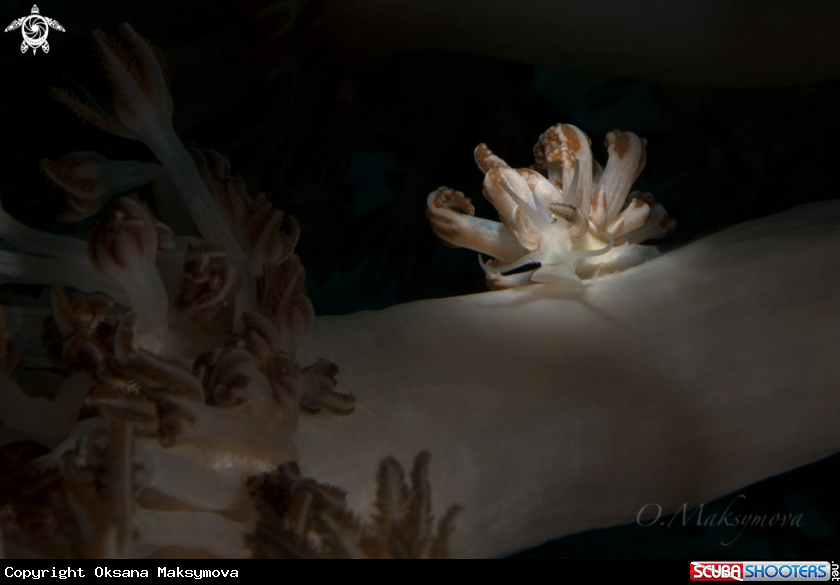A Nudibranch Phyllodesmium jakobsenae