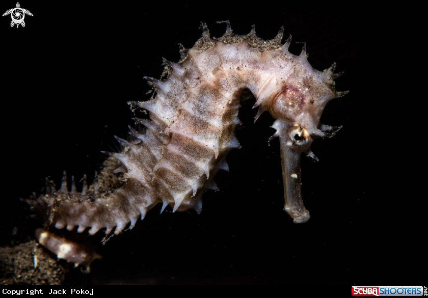 A Thorny Sea Horse