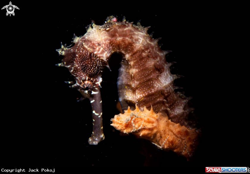 A Thorny Sea Horse