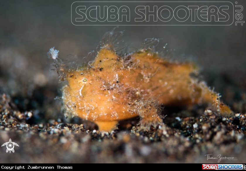 A Frogfish 