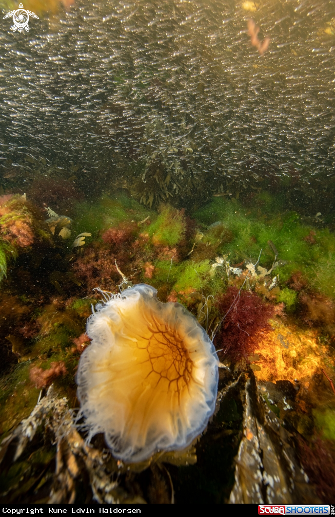 A Lions mane jelly