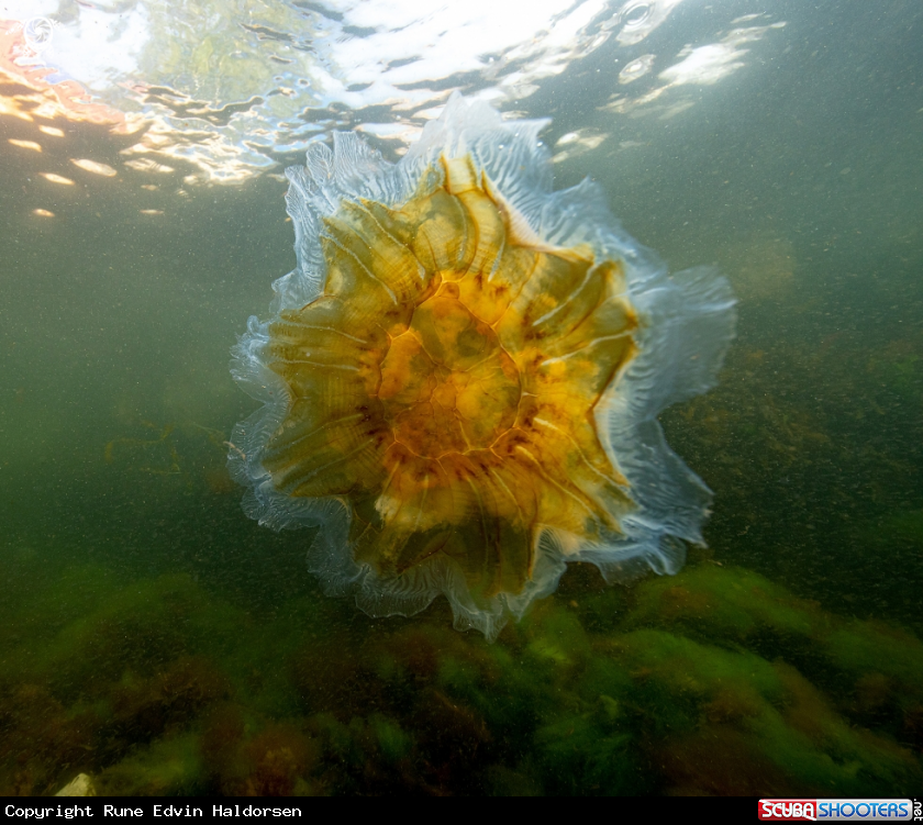A Lions mane jelly