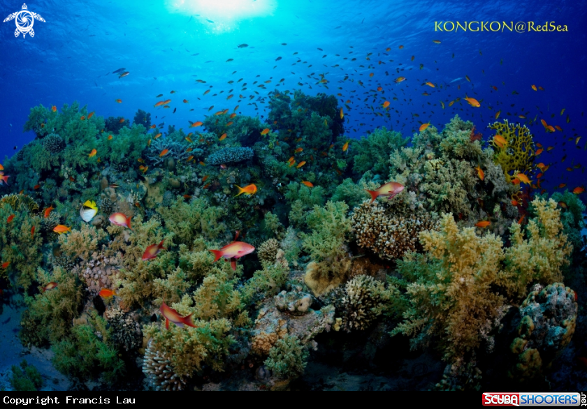 A Coral Reef