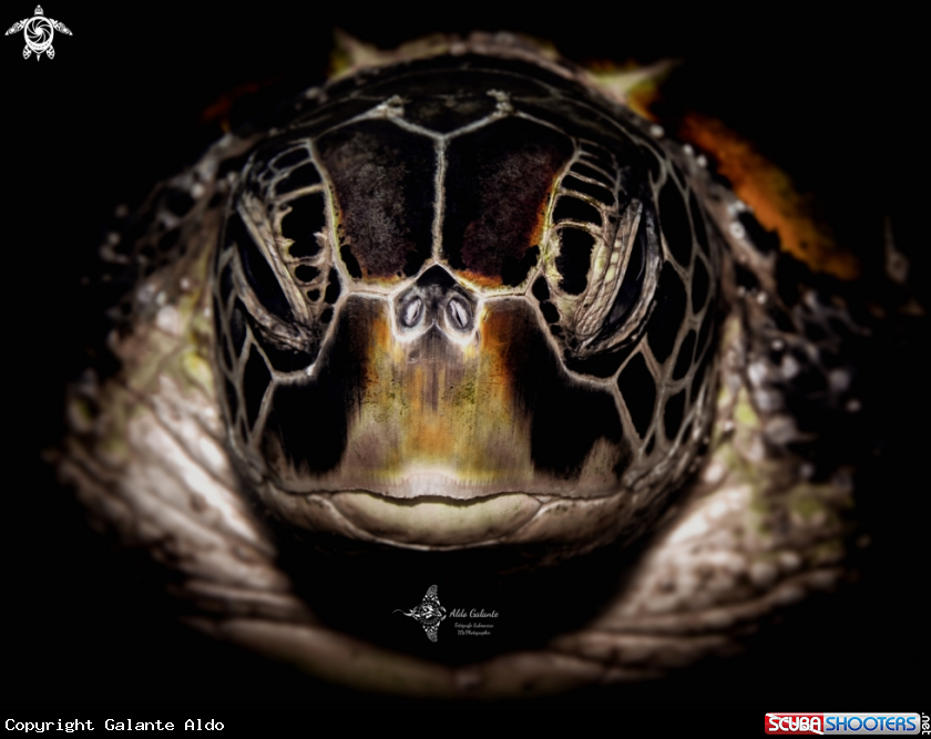 A Green Turtle 