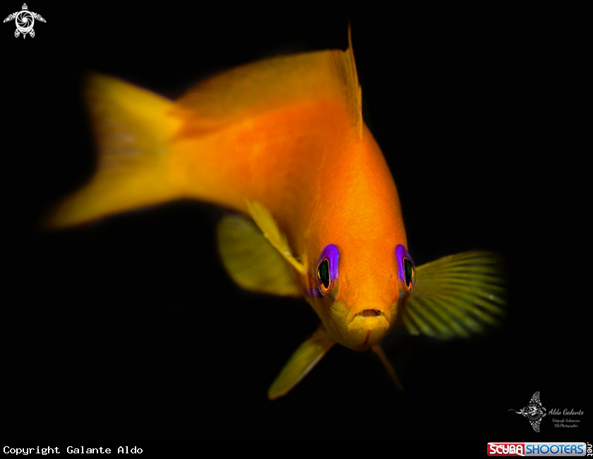A Anthias 