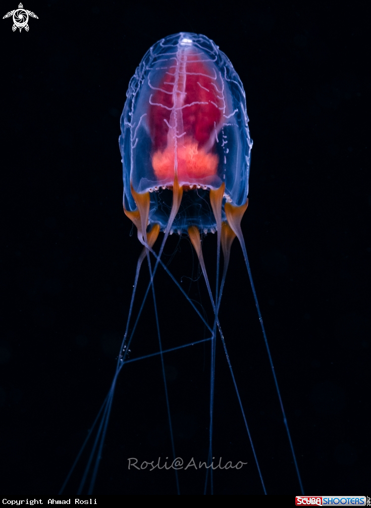A Juvenile Jellyfish