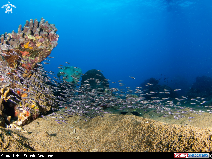 A Striped catfish
