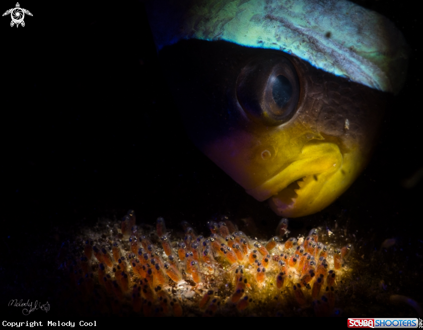 A Clownfish