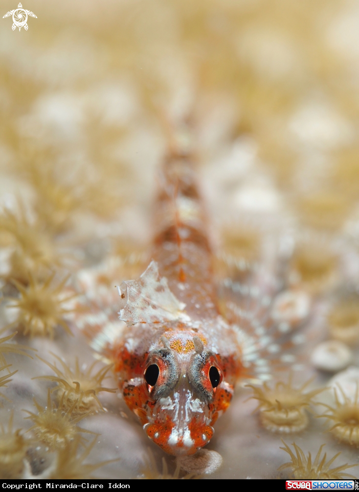 A Triple Fin Blenny