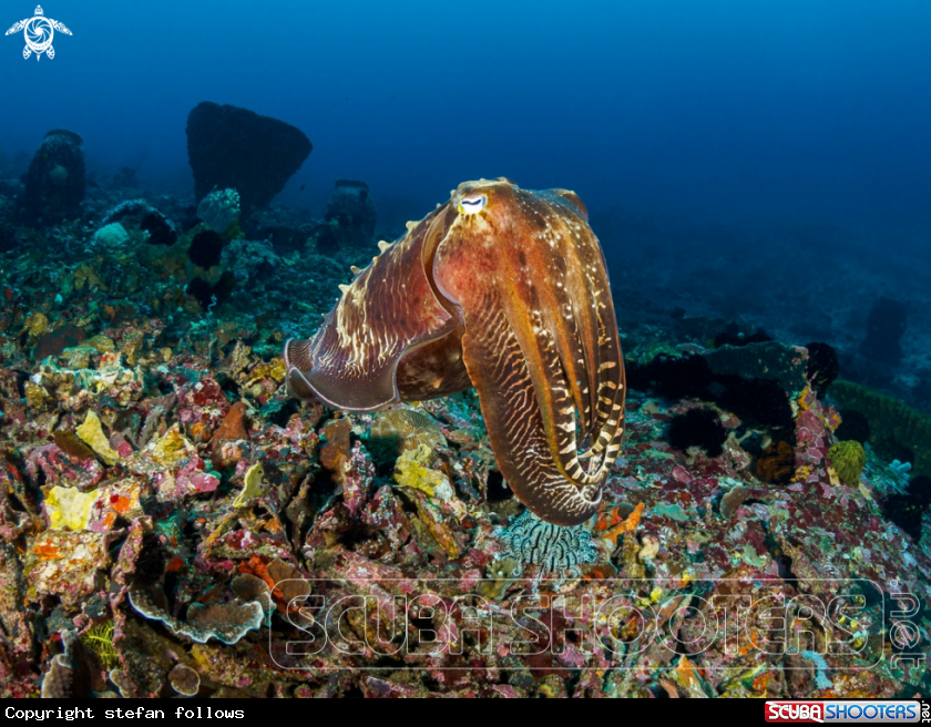 A Reef Cuttlefish