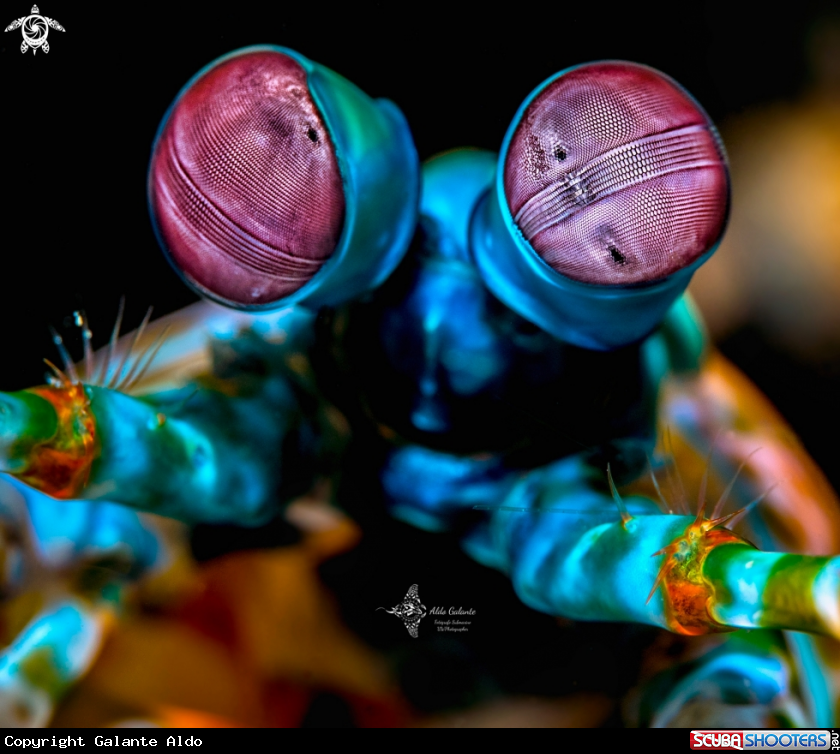 A Mantis Shrimp