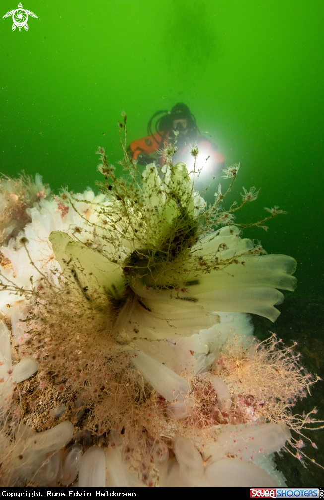 A Hydroid
