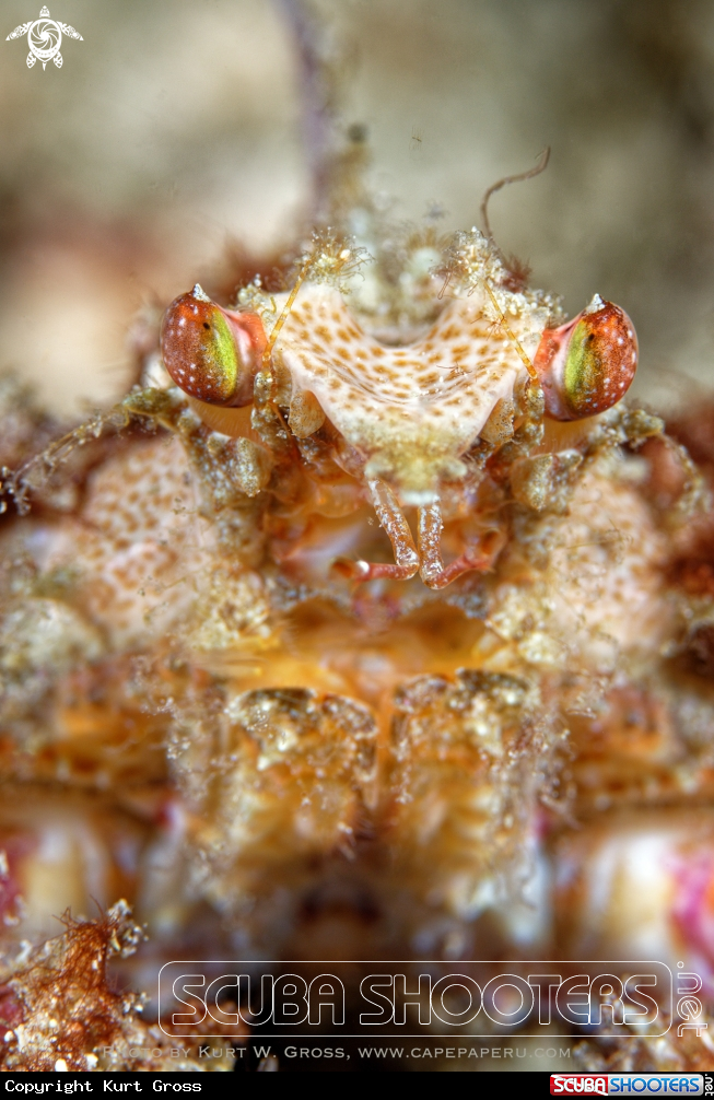 A Crab