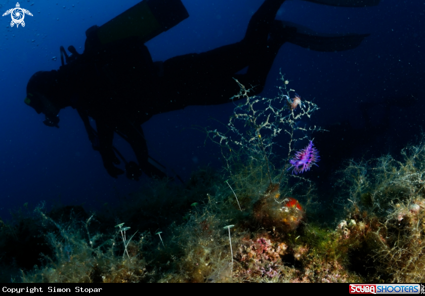 A Diver and nudi
