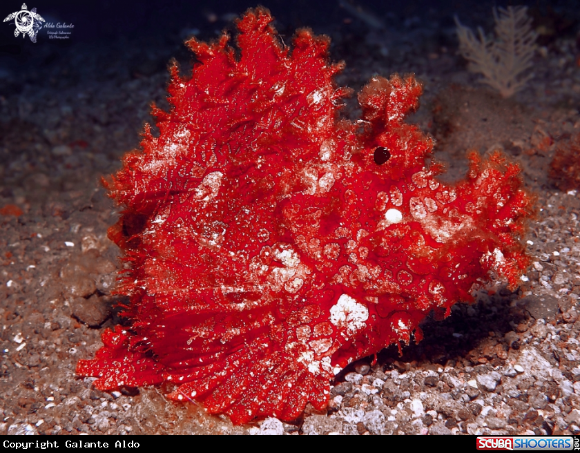 A Rhinopias 
