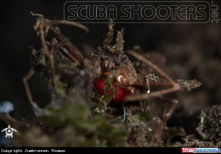 A Crab 