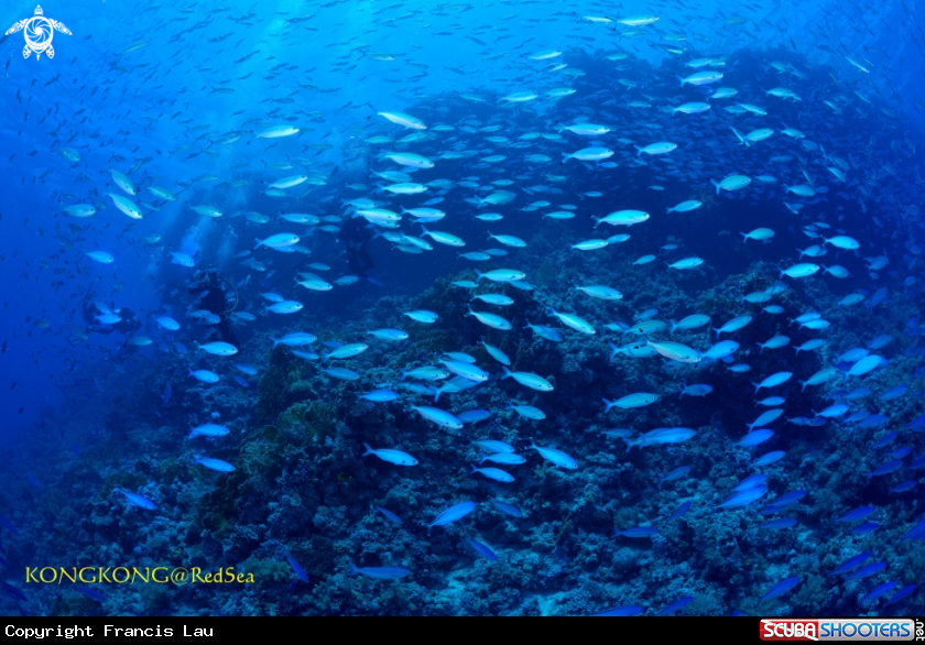 A Fish group
