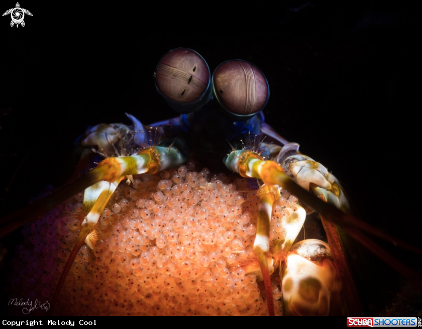 A Mantis Shrimp 