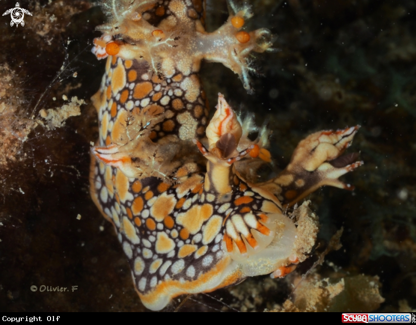 A Bornella anguilla