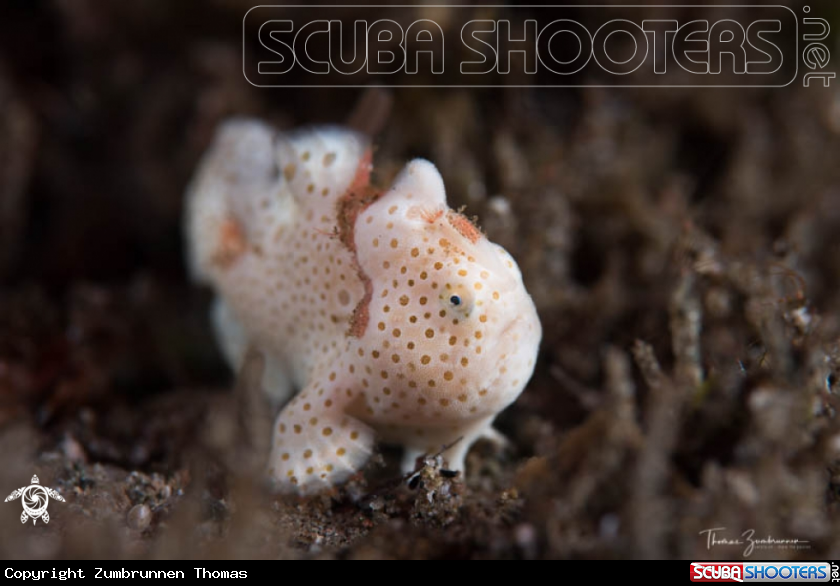 A Frogfish 