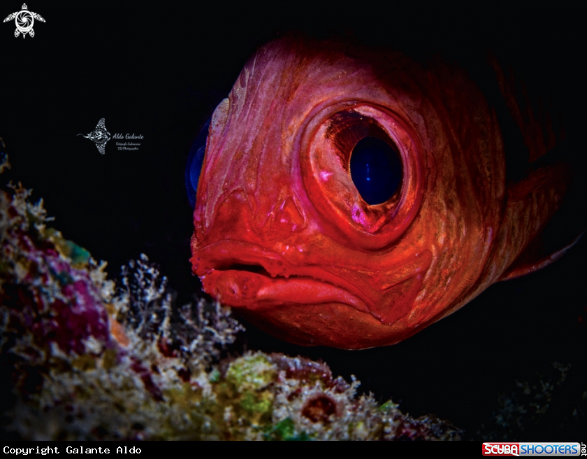 A The Big Eyed Squirrel Fish 