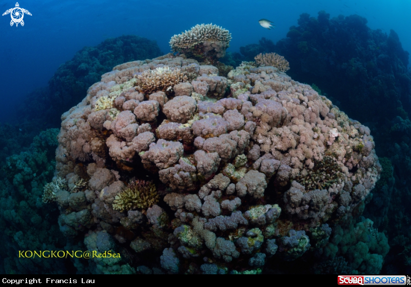 A Dome Coral