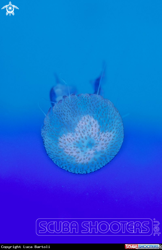 A Jellyfish