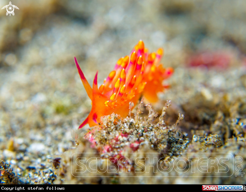 A Nudibranch 